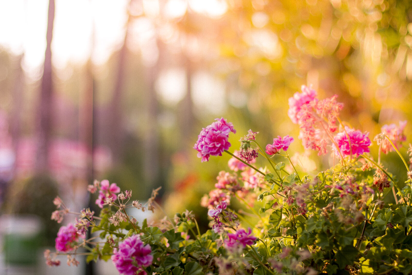 Canon EOS 70D + Canon EF 50mm F1.4 USM sample photo. Flowers, flower, pink photography