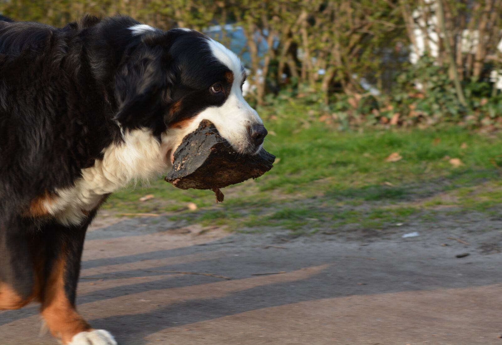 Nikon D7100 sample photo. Animal, dog, walk photography