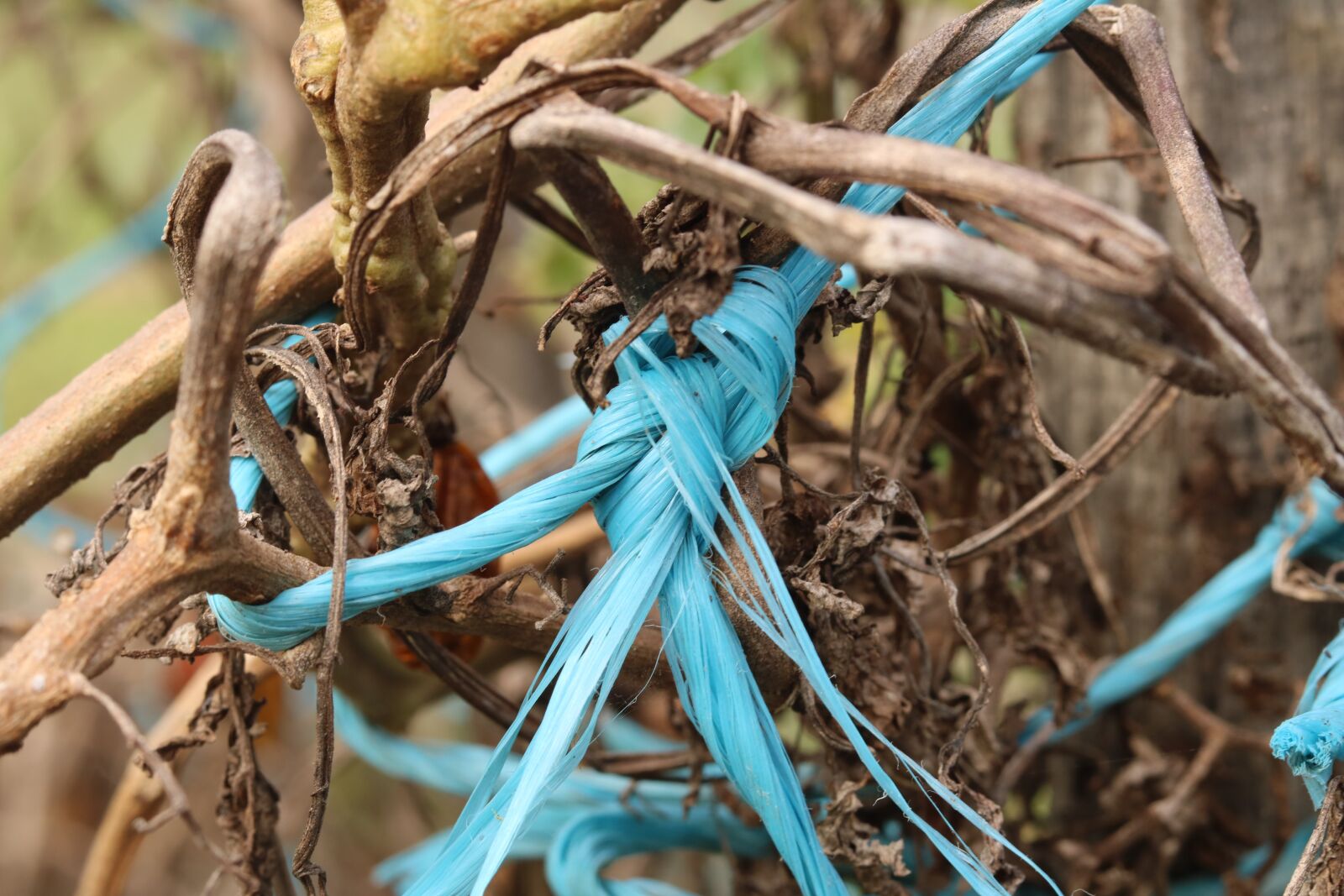 Canon EOS 750D (EOS Rebel T6i / EOS Kiss X8i) sample photo. Plant, rope, dead photography