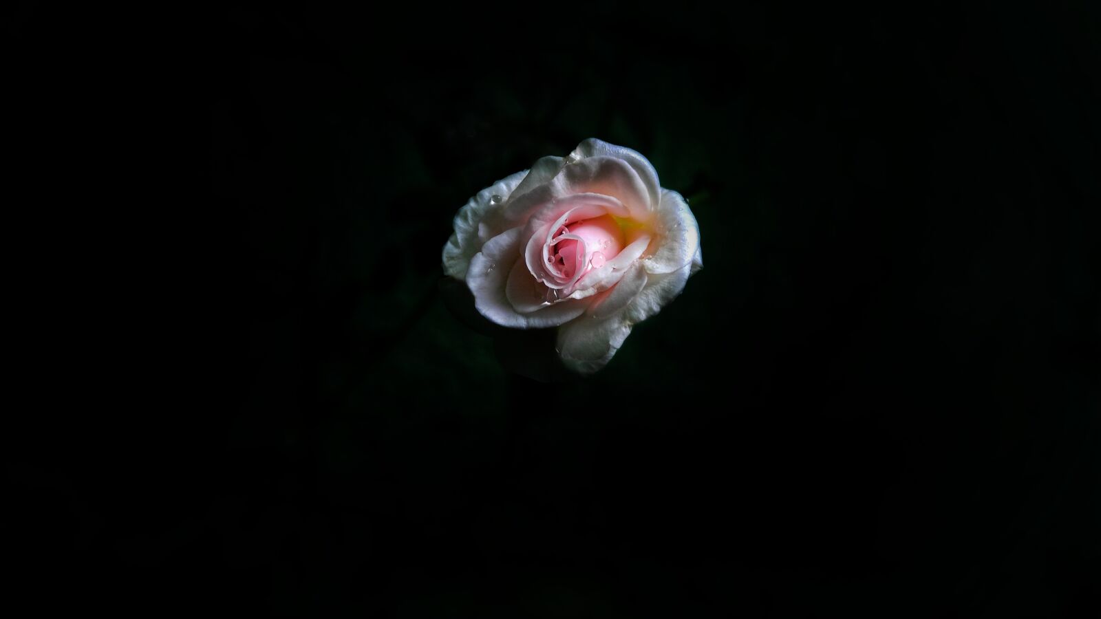 LG V10 sample photo. Dark, rose, halloween photography