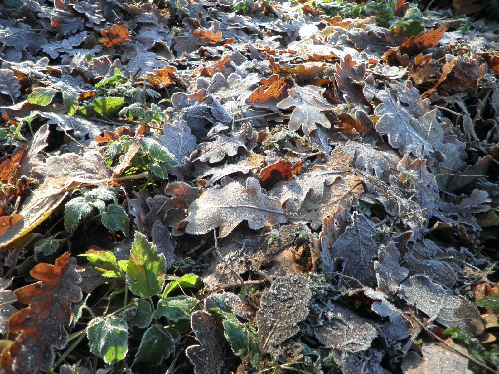 Olympus FE4010,X930 sample photo. Leaves, hoarfrost, frost photography