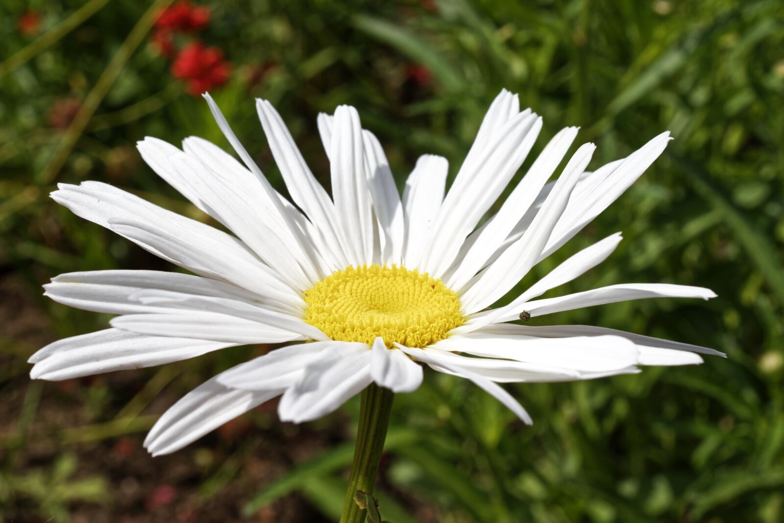 Nikon D5300 sample photo. Flower, daisy, white petals photography