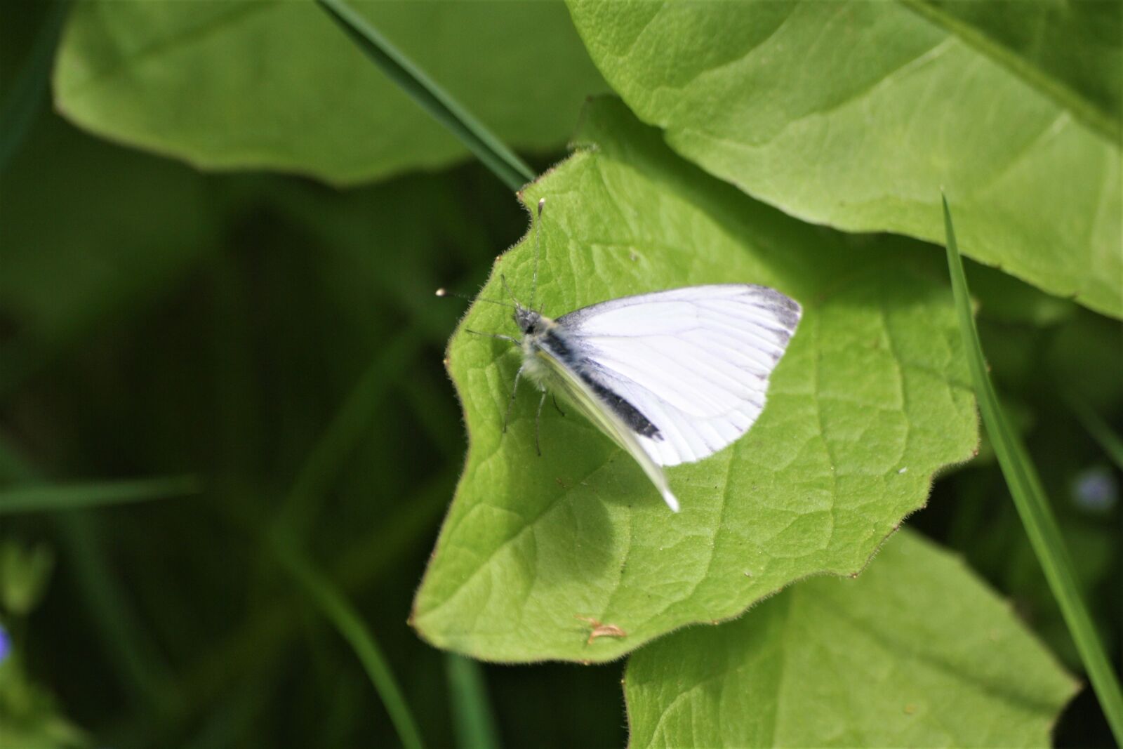 Canon EOS 1000D (EOS Digital Rebel XS / EOS Kiss F) sample photo. Butterfly, animals, insect photography