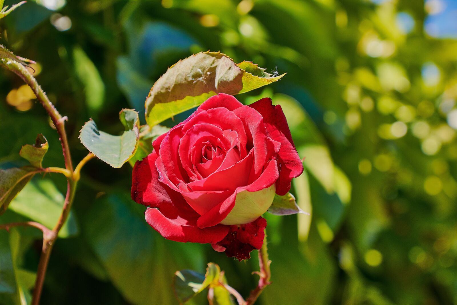 Nikon D7200 sample photo. Rosa, garden, roses photography