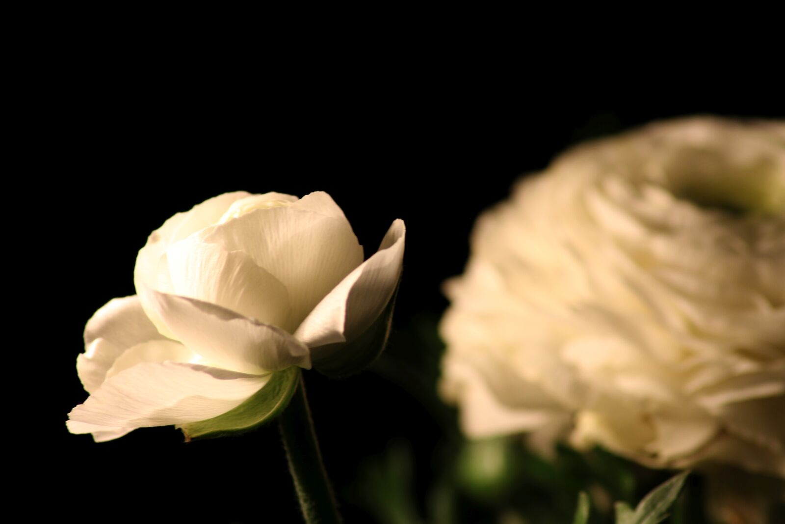 Canon EOS 1100D (EOS Rebel T3 / EOS Kiss X50) sample photo. Ranunculus, flowers, macro photography