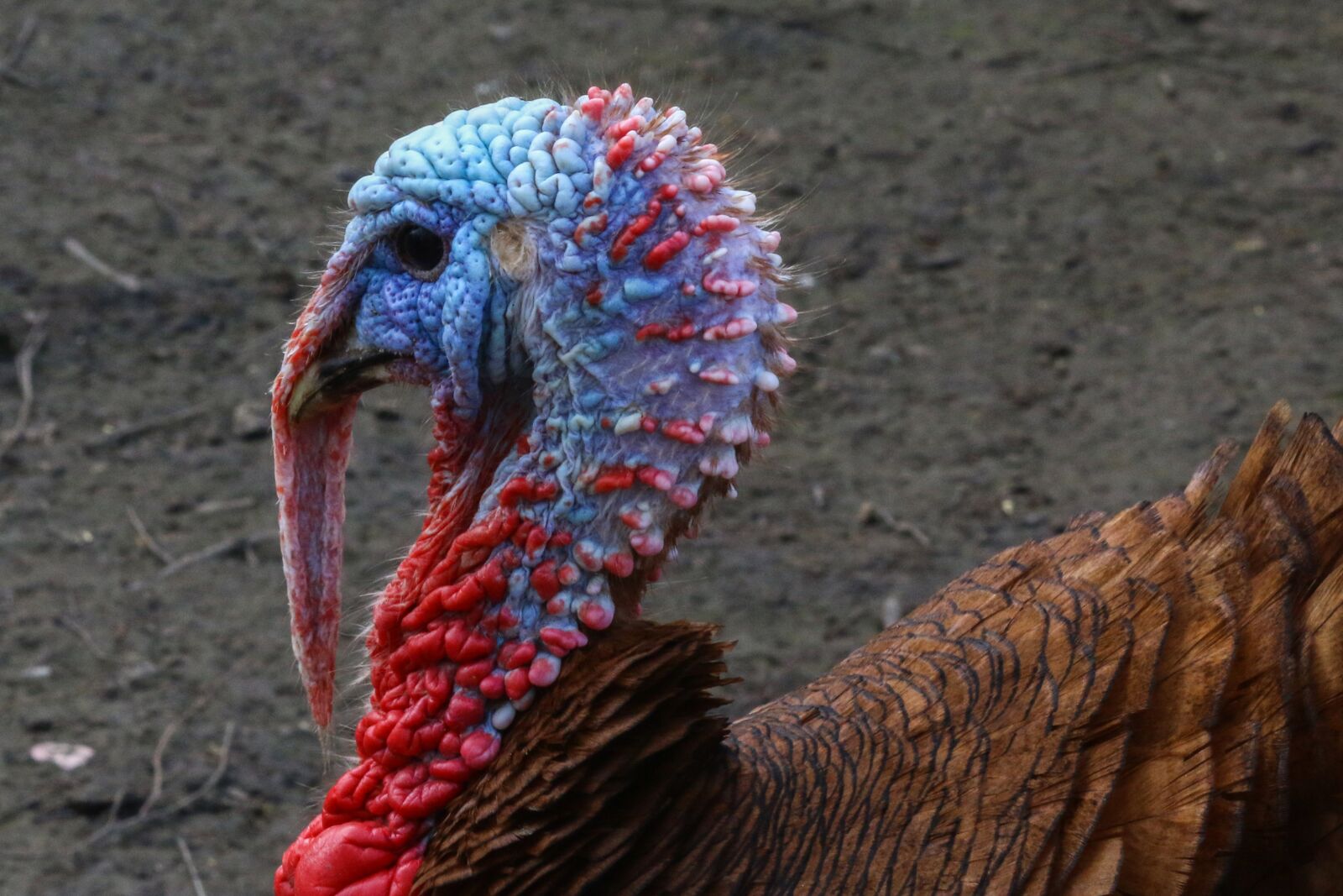 Canon EOS 70D sample photo. Turkey, backyard, bird photography