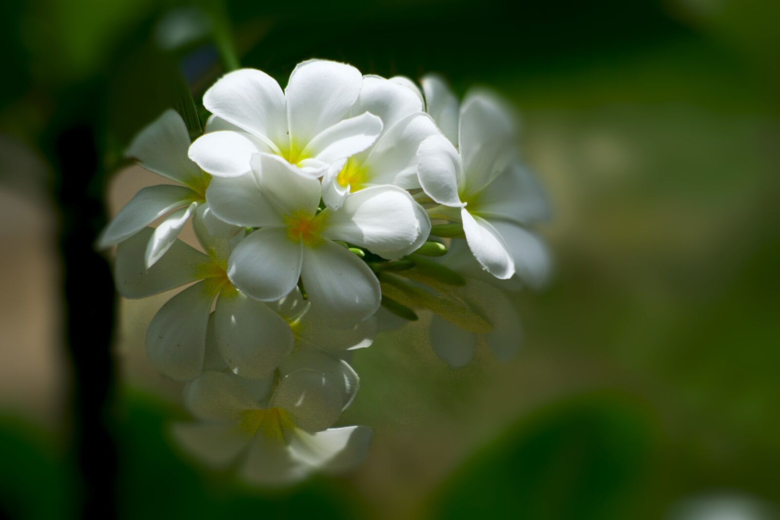 Canon EOS 350D (EOS Digital Rebel XT / EOS Kiss Digital N) sample photo. Plumeria, flowers, white photography