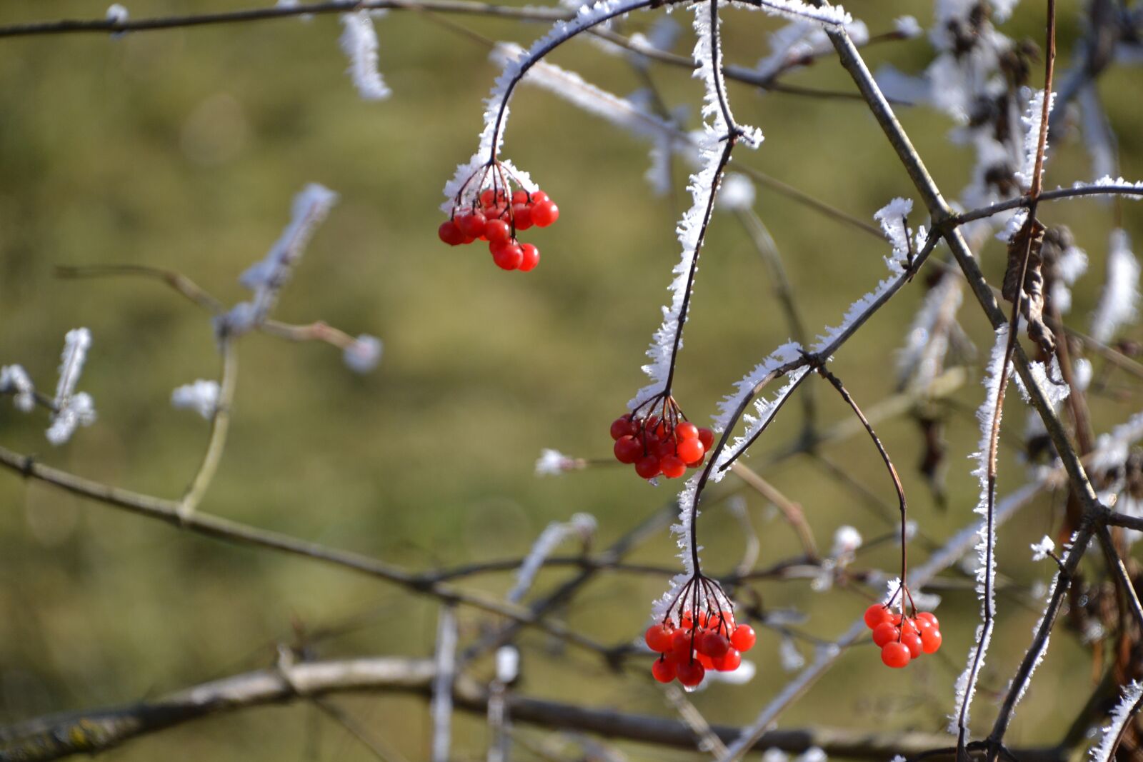 Nikon D3100 sample photo. Berries, ripe, winter photography
