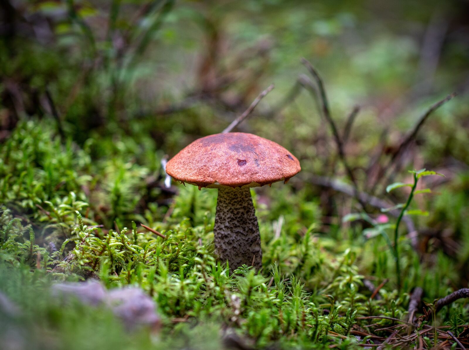 Sony a7R II + Canon EF 100mm F2.8L Macro IS USM sample photo. Mushroom, forest, autumn photography