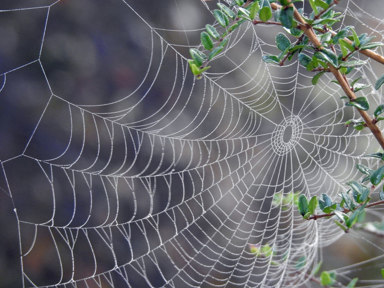 Nikon Coolpix P900 sample photo. Canvas, spider web, spider photography