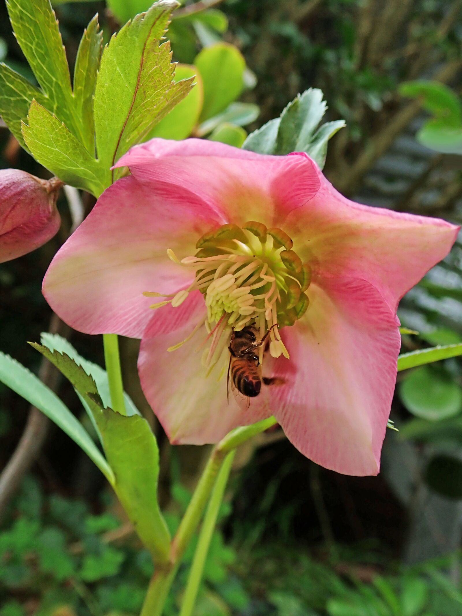 Olympus TG-5 sample photo. Flower, helebore, bee photography