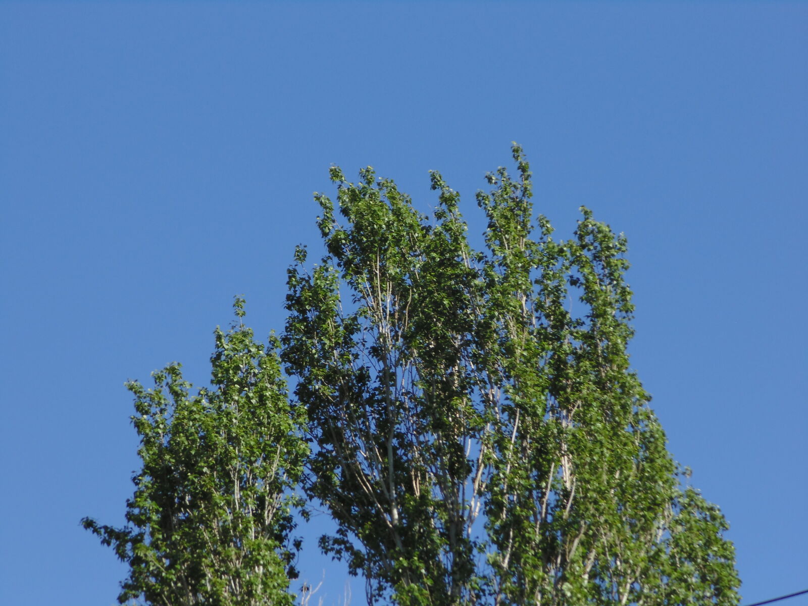 Sony DSC-H100 sample photo