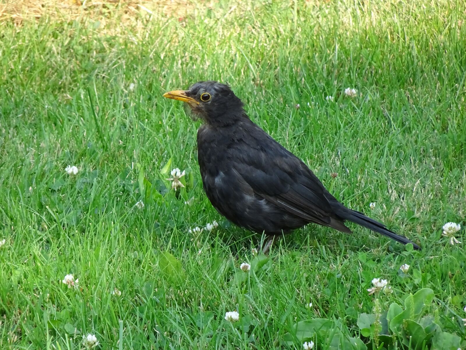 Sony Cyber-shot DSC-HX90V sample photo. Birds, merle black, young photography
