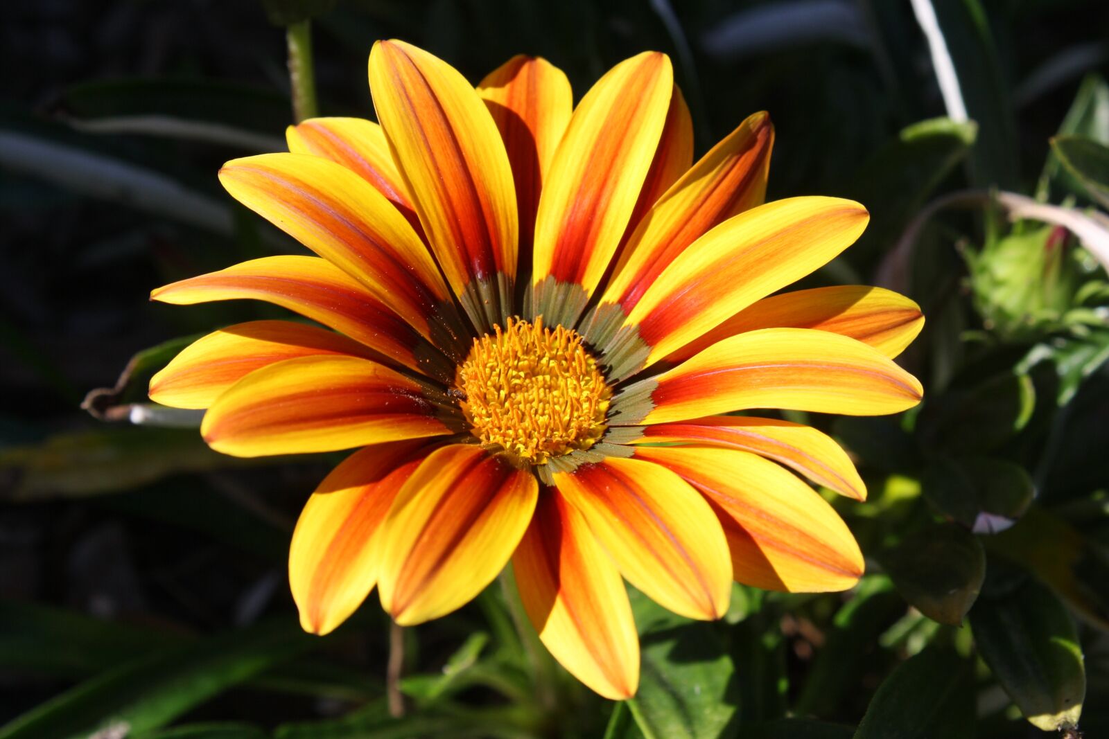 Canon EOS 1000D (EOS Digital Rebel XS / EOS Kiss F) sample photo. Flower, orange, yellow photography