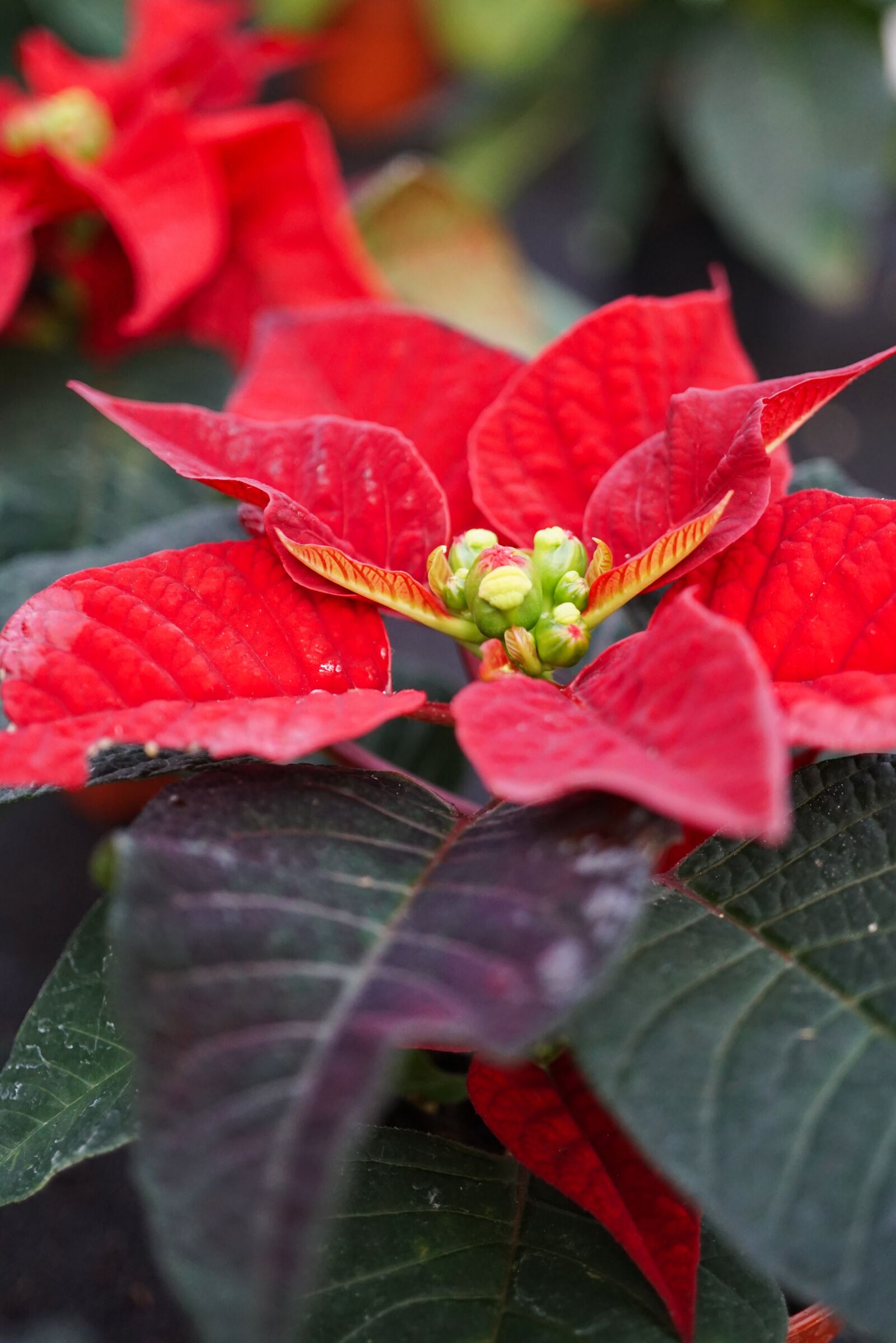 Sony a5100 + Sony E 30mm F3.5 Macro sample photo. Poinsettia, christmas decoration, plant photography