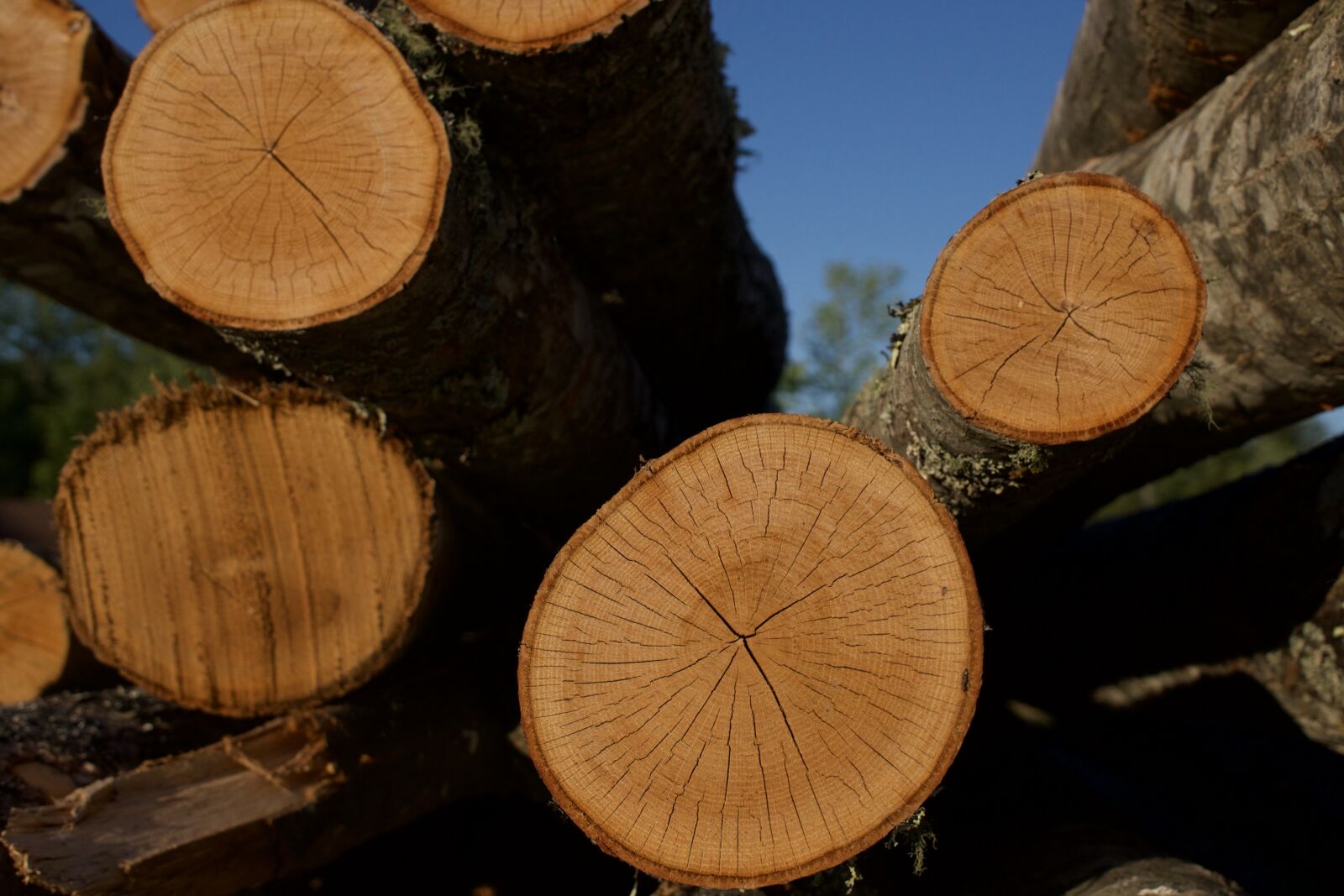 Sony a6300 + Sigma 30mm F2.8 EX DN sample photo. Wood, lumber, logs photography