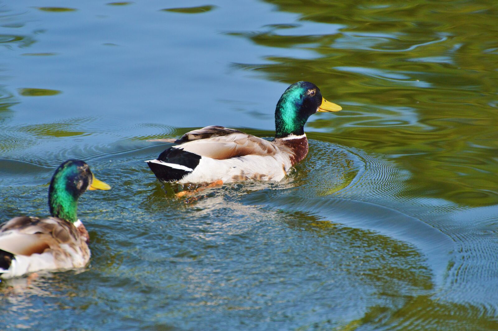 Nikon D3200 sample photo. Ducks, waterfowl, bird photography