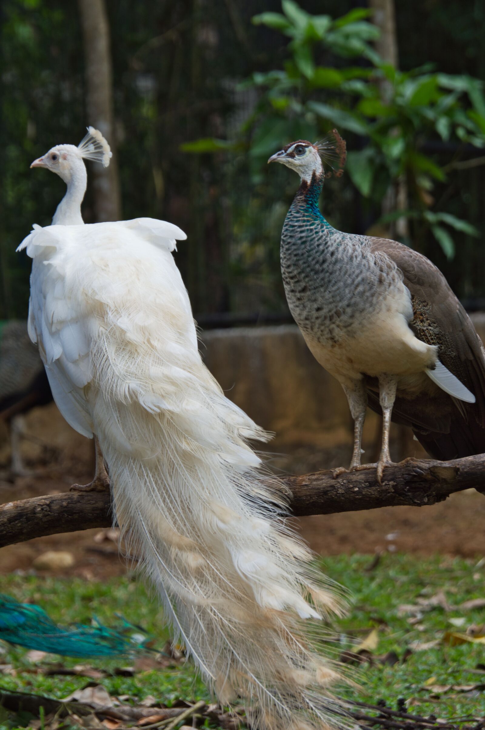 Nikon D3200 sample photo. Costa rica, ave, peacock photography