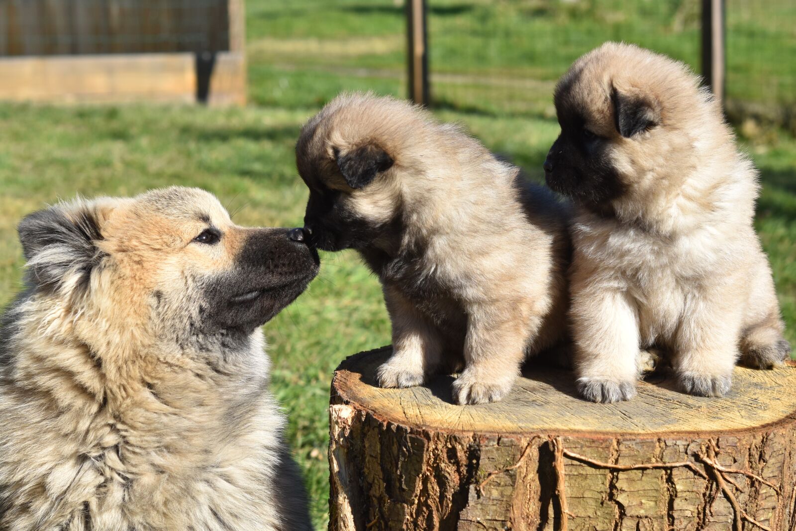 Nikon D5600 sample photo. Dog, dogs, dog puppies photography
