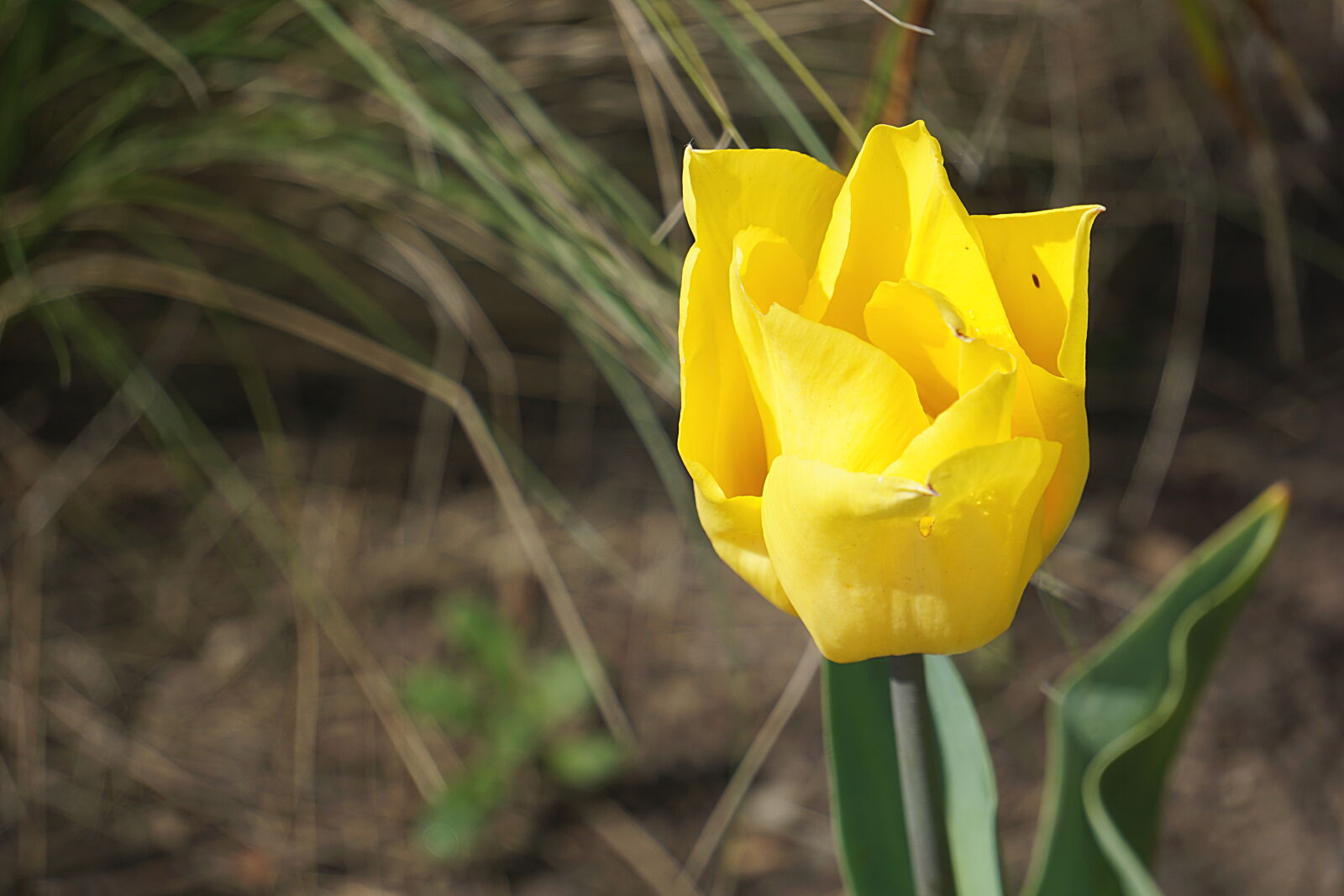 Sony a6000 sample photo. Botanique, couleurs, fleur, floraison photography