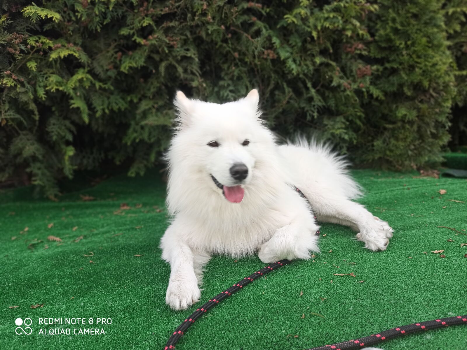 Xiaomi Redmi Note 8 Pro sample photo. Dog samoyed, samoyed, dog photography