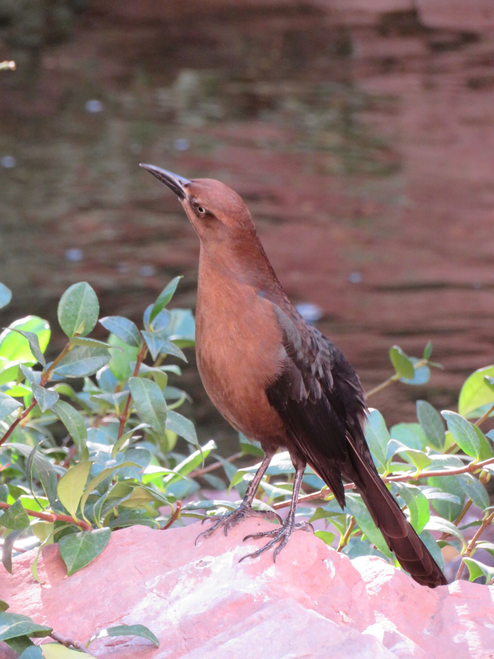 Canon PowerShot SX720 HS sample photo. Bird, feather, animal photography