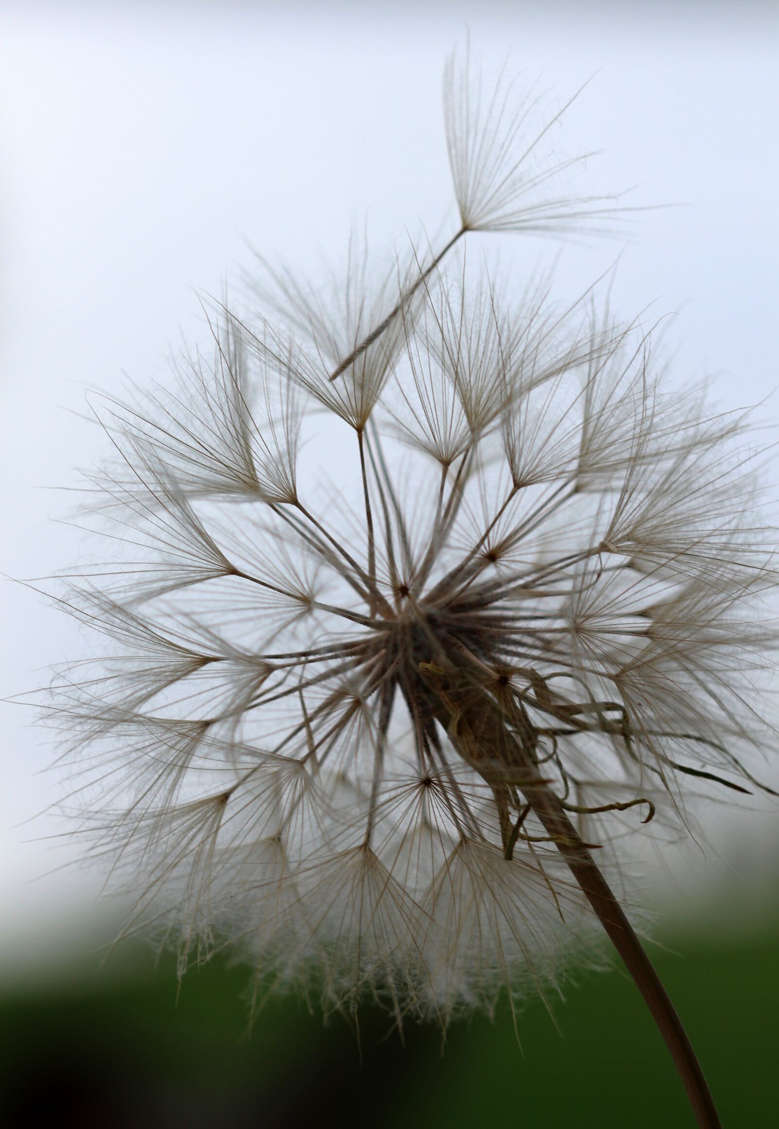 Canon EOS 600D (Rebel EOS T3i / EOS Kiss X5) + Canon EF 100mm F2.8 Macro USM sample photo. Goat's-beard, weed, seeds photography