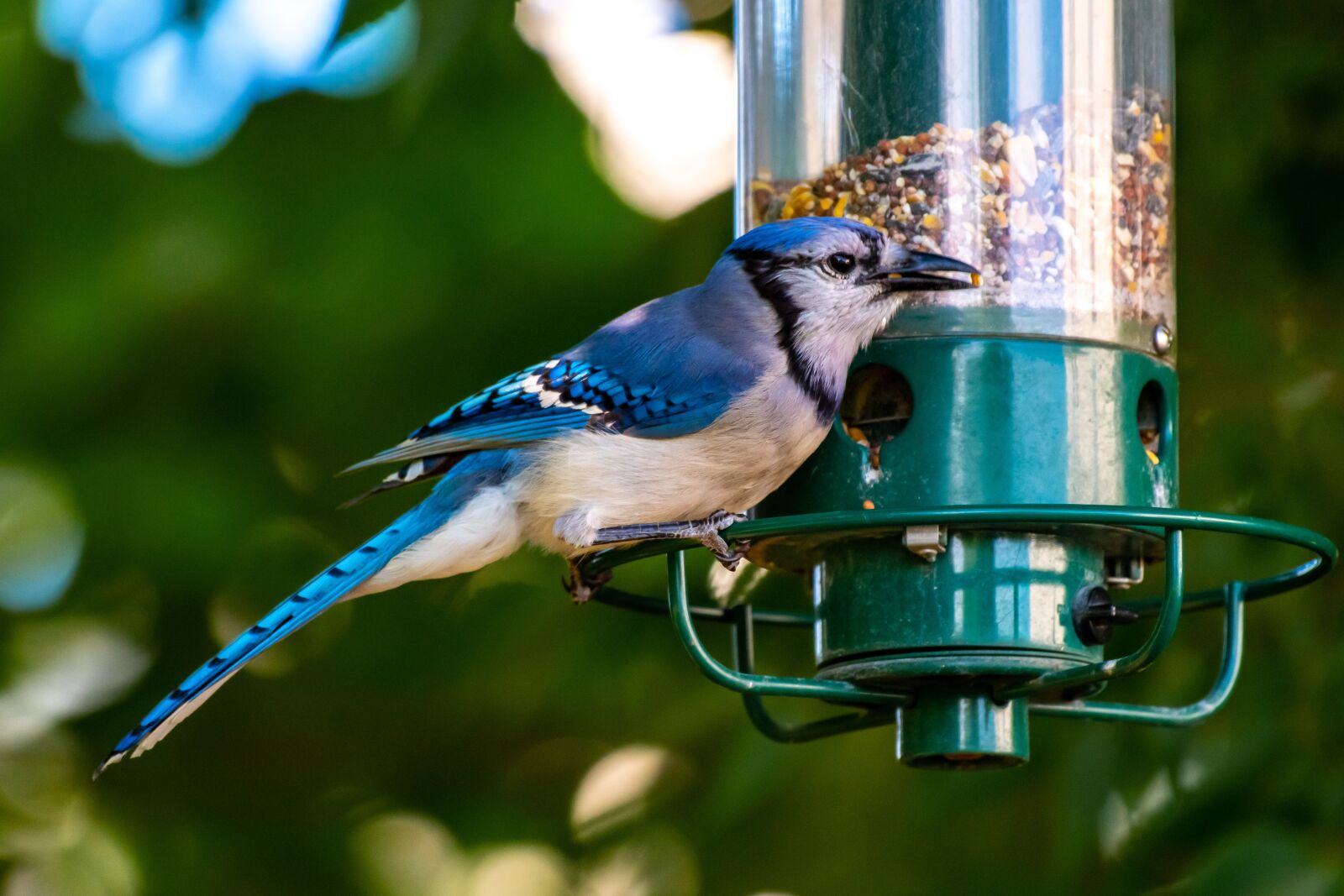 Nikon D500 sample photo. Bird feeder, bird, birdwatching photography