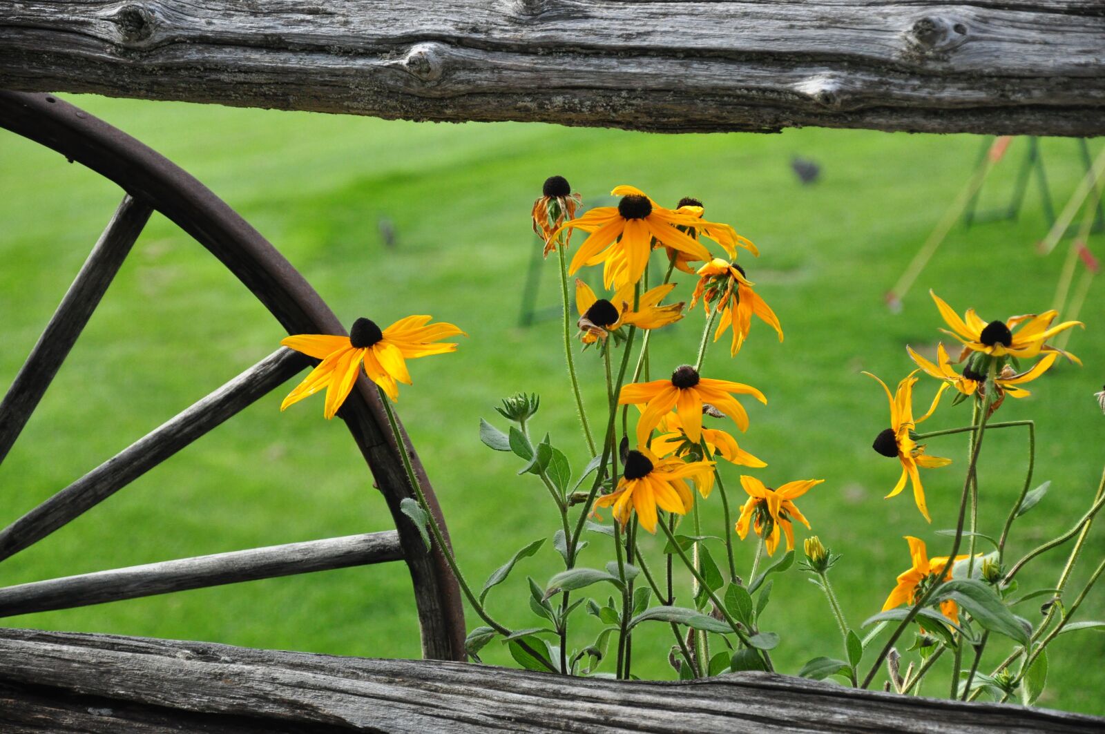 Nikon D90 sample photo. Flower, green, rural photography