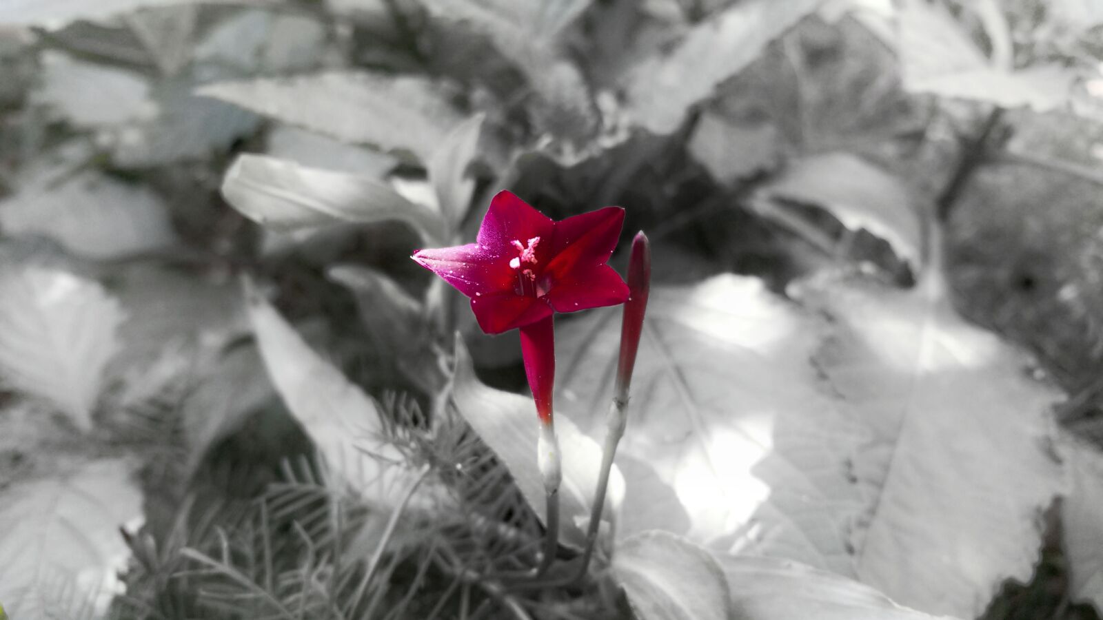 Samsung Galaxy Note4 sample photo. Red, flower, black and photography