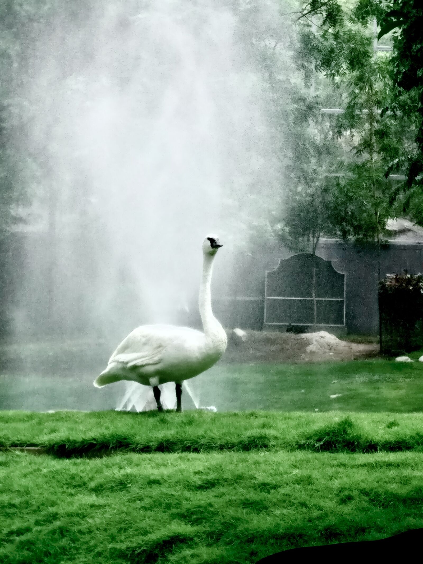 OnePlus A3003 sample photo. Nature, bird, swan photography