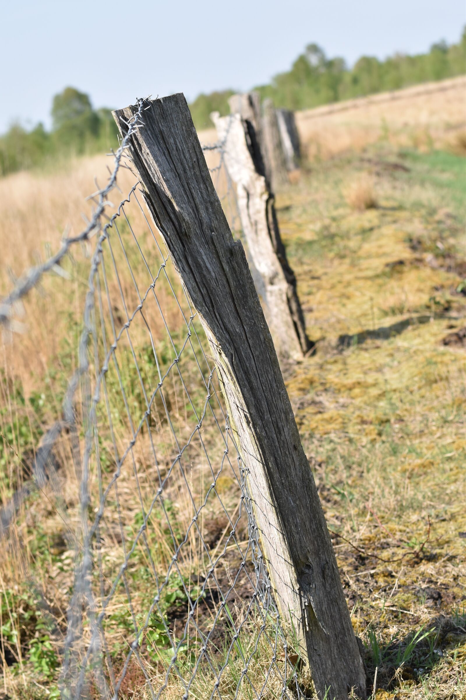 Nikon D5500 sample photo. Nature, landscape, wood photography