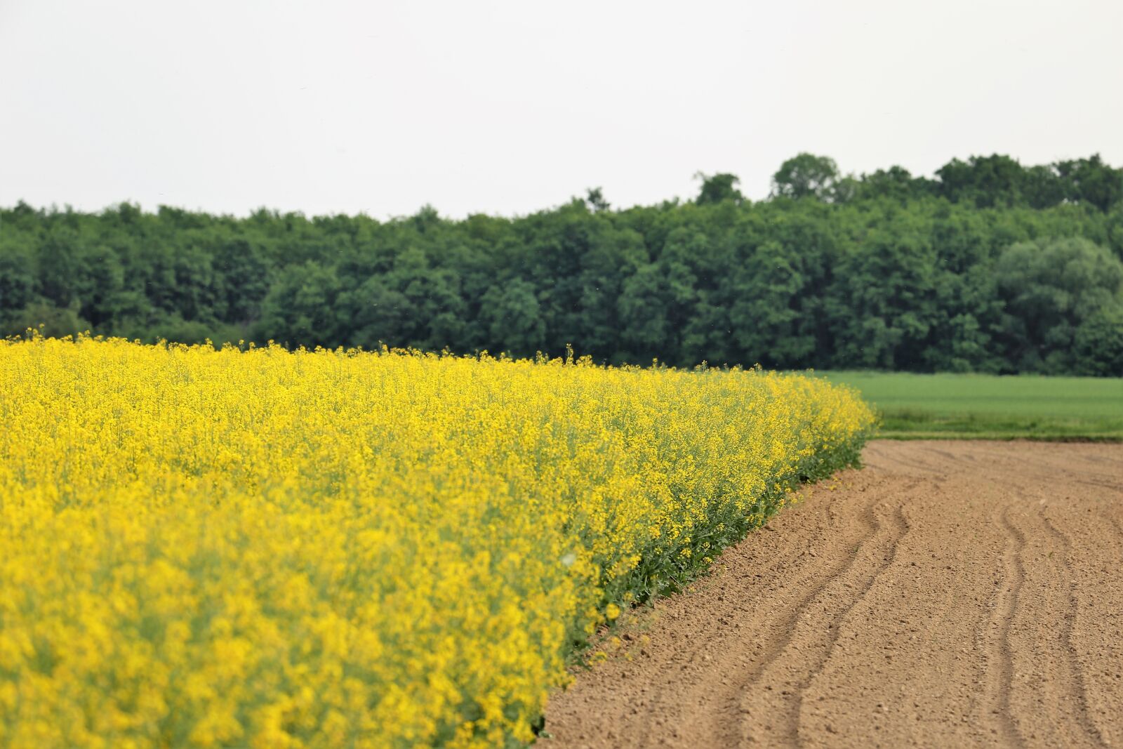 Canon EF 70-300 F4-5.6 IS II USM sample photo. Rapeseed meadow, brassica napus photography