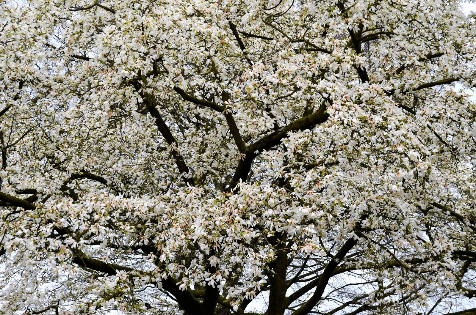 Nikon D5100 sample photo. Season, branch, nature photography