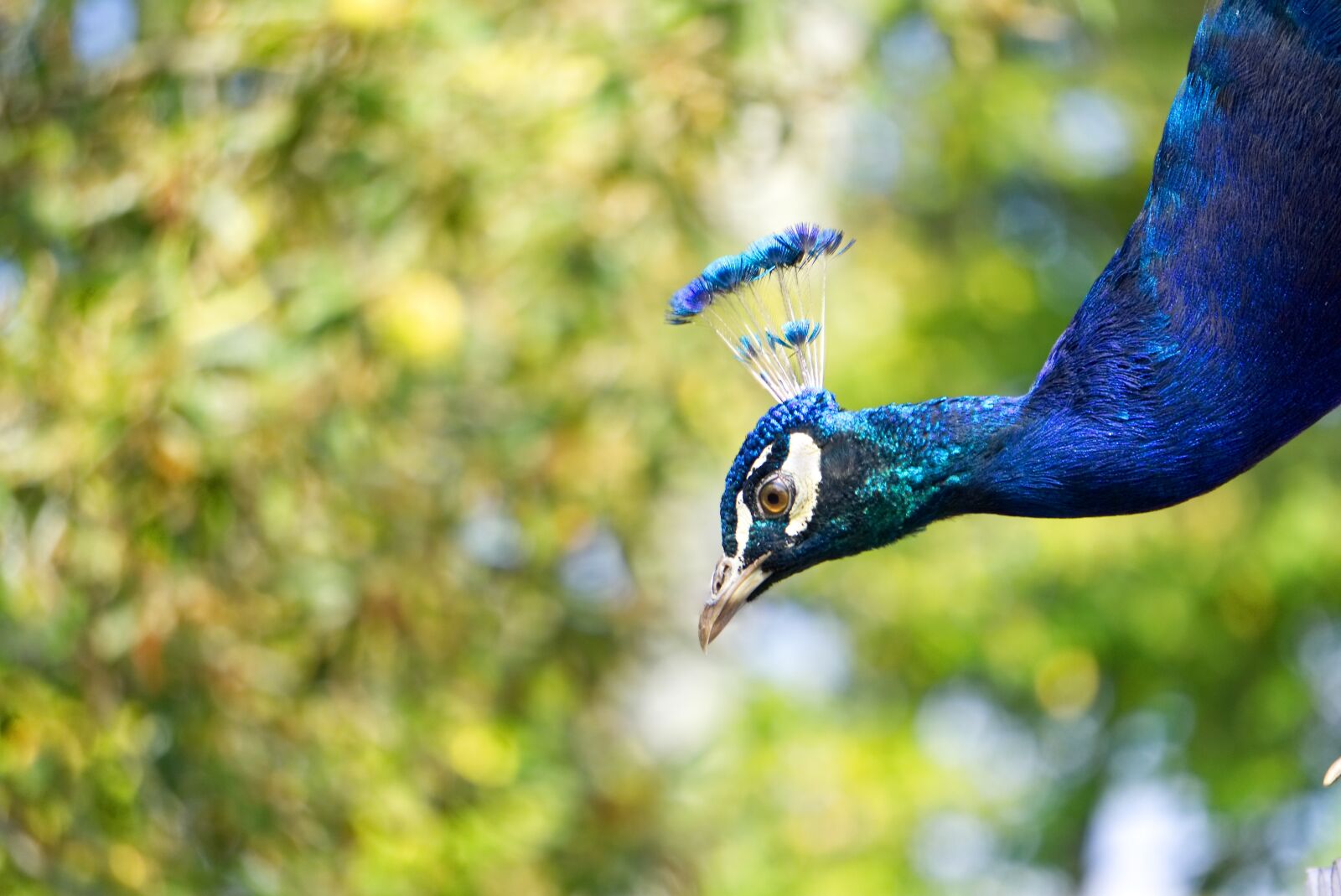 Sony a6000 sample photo. Peacock, bird, bird peacock photography