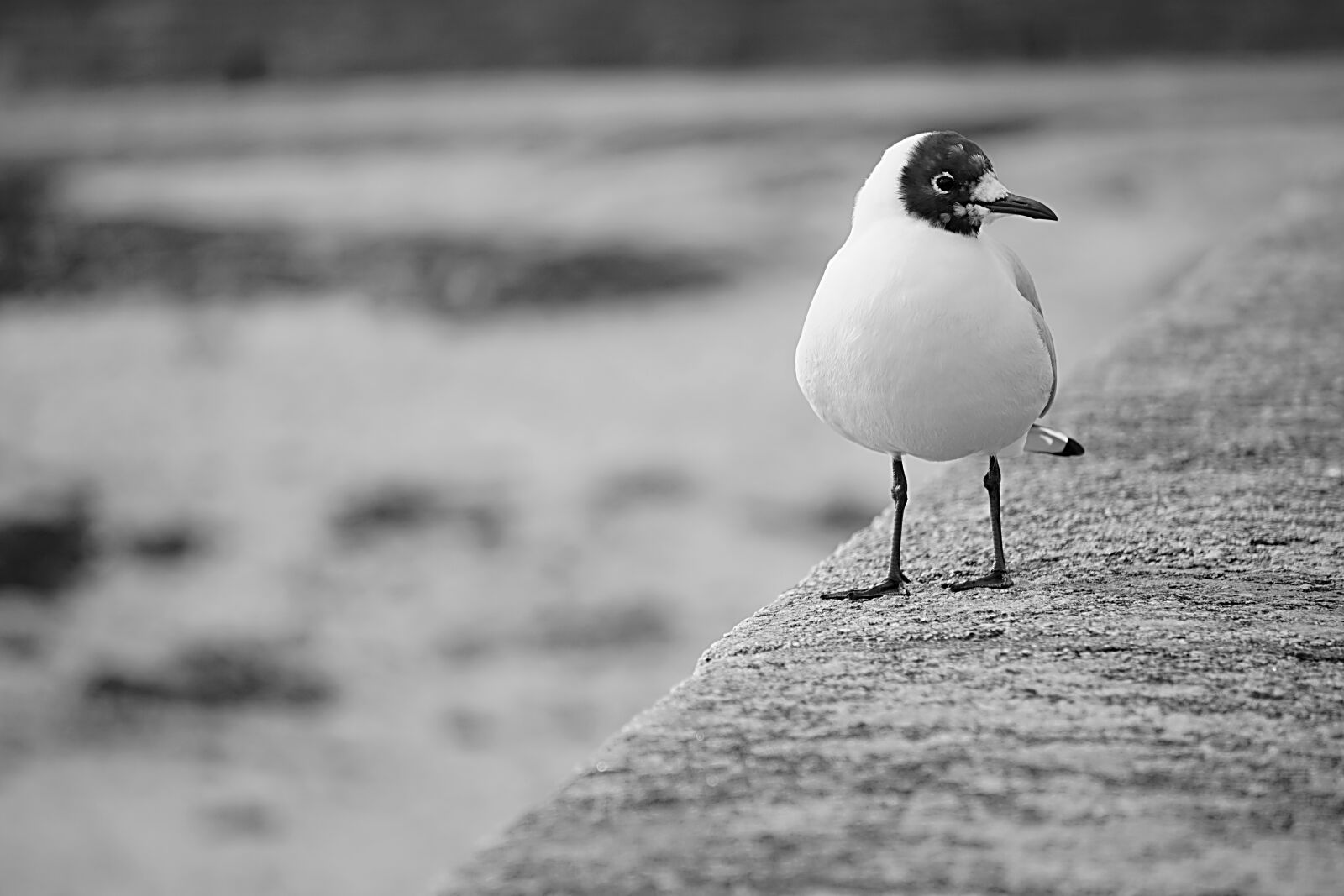 Sony a6000 sample photo. Tern bird, seagull, wild photography