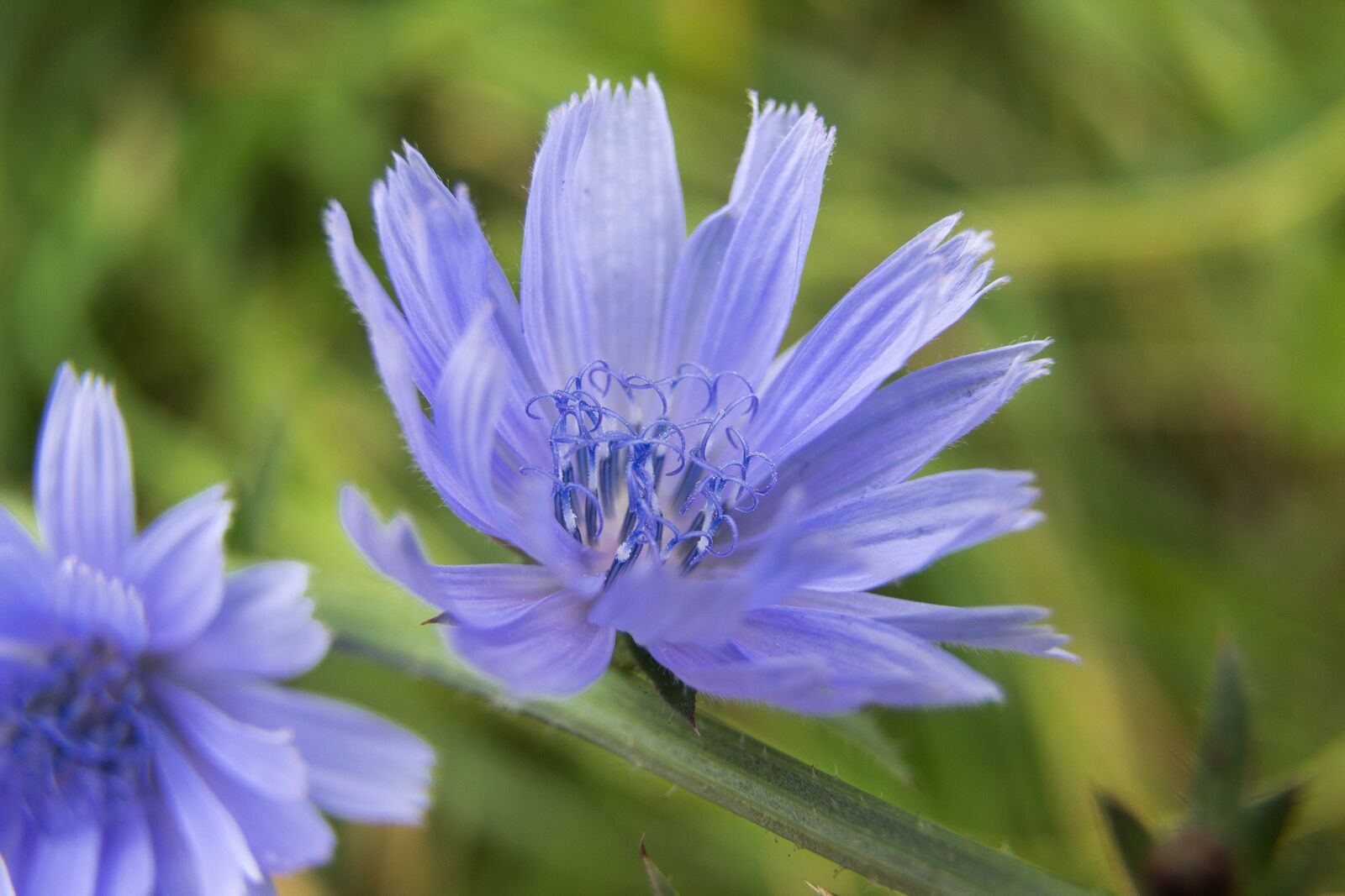 Canon EOS 600D (Rebel EOS T3i / EOS Kiss X5) sample photo. Flowers, chicory, nature photography