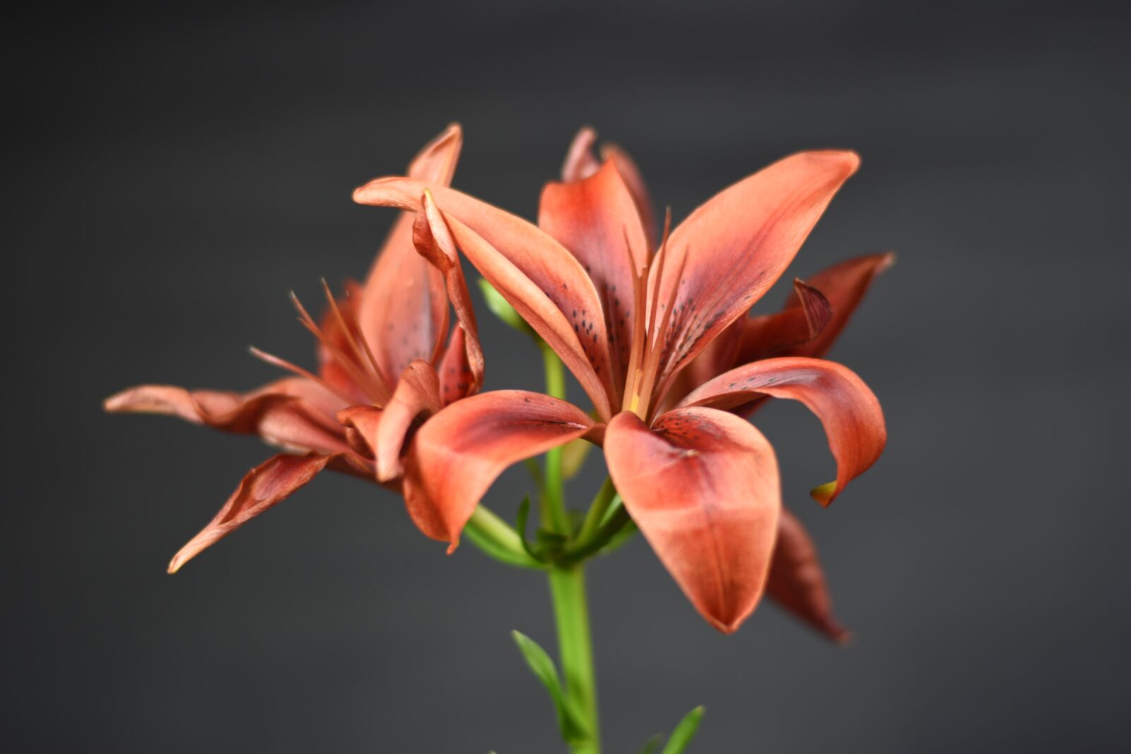 Nikon D5500 sample photo. Planta, flor, naturaleza photography