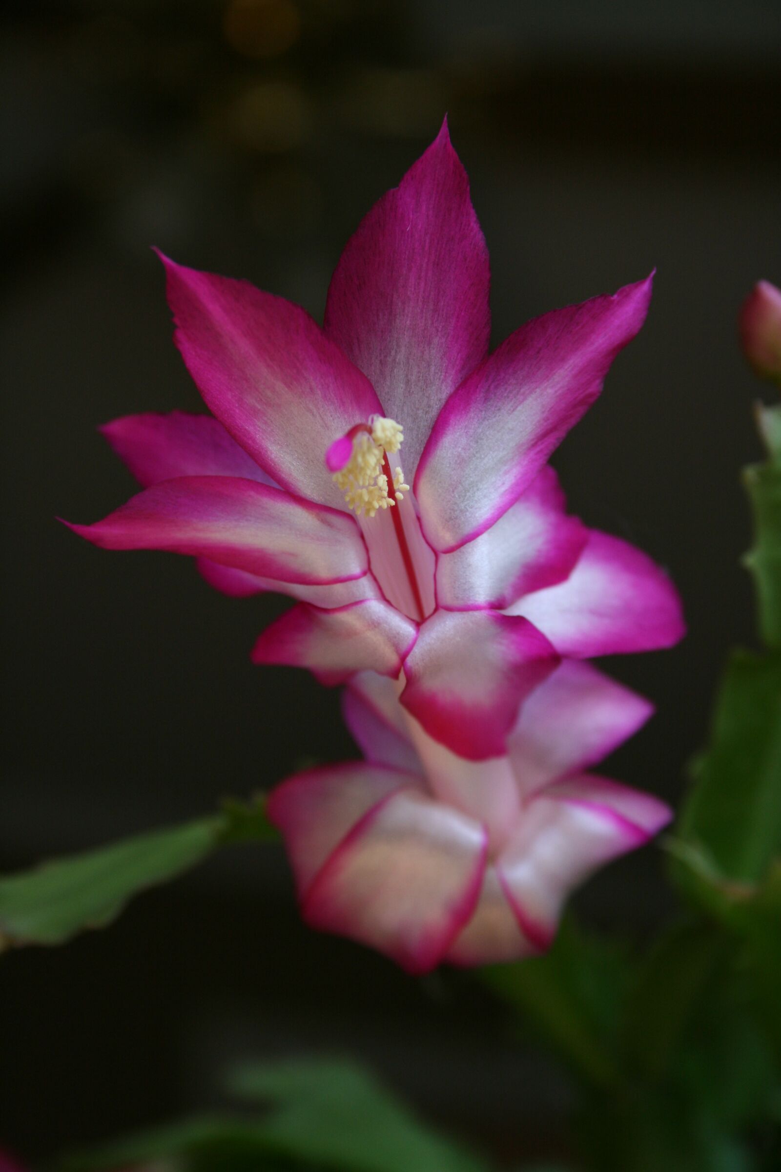 Canon EOS 400D (EOS Digital Rebel XTi / EOS Kiss Digital X) sample photo. Christmas cactus, fuscia, flower photography