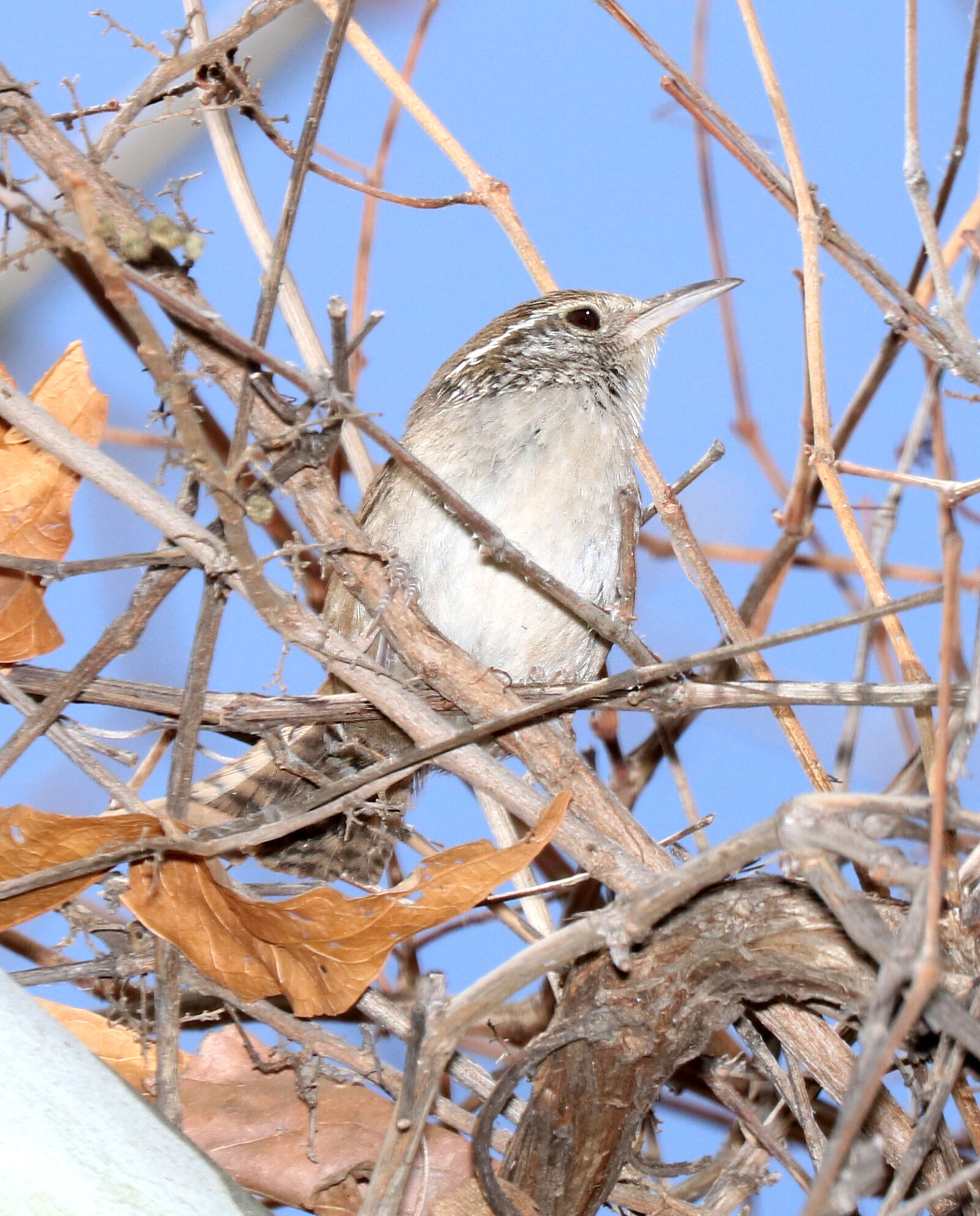 Canon EOS 750D (EOS Rebel T6i / EOS Kiss X8i) sample photo