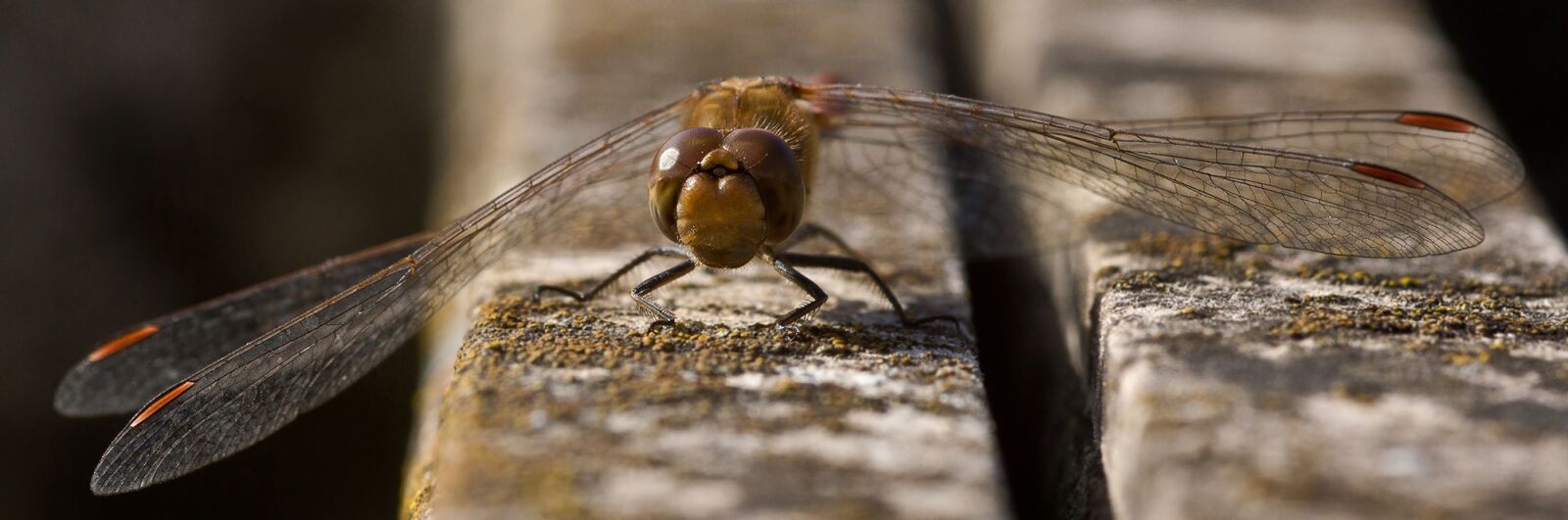 Sony SLT-A77 sample photo. Dragonfly, four patch, insect photography