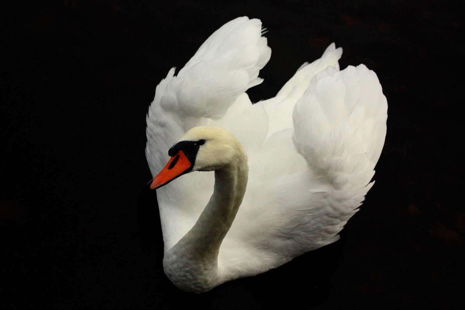 Canon EOS 450D (EOS Rebel XSi / EOS Kiss X2) sample photo. Bird, birds, swan photography