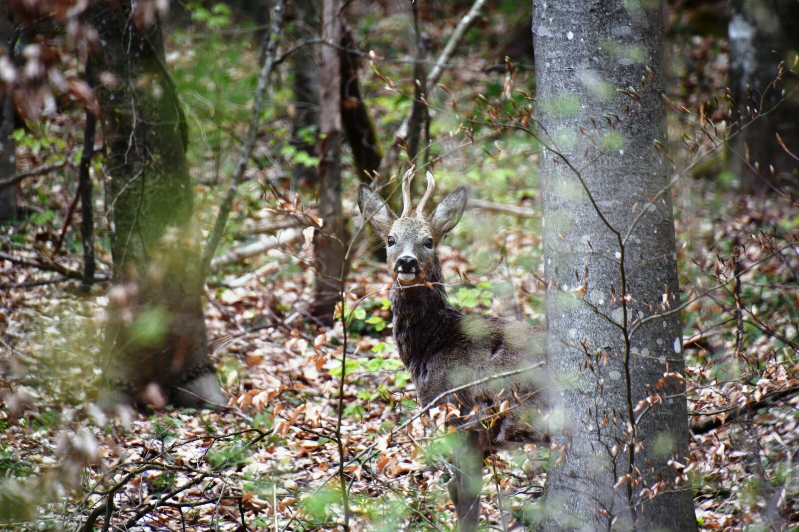 Nikon D7500 sample photo. Roe deer, ruminant, paarhufer photography