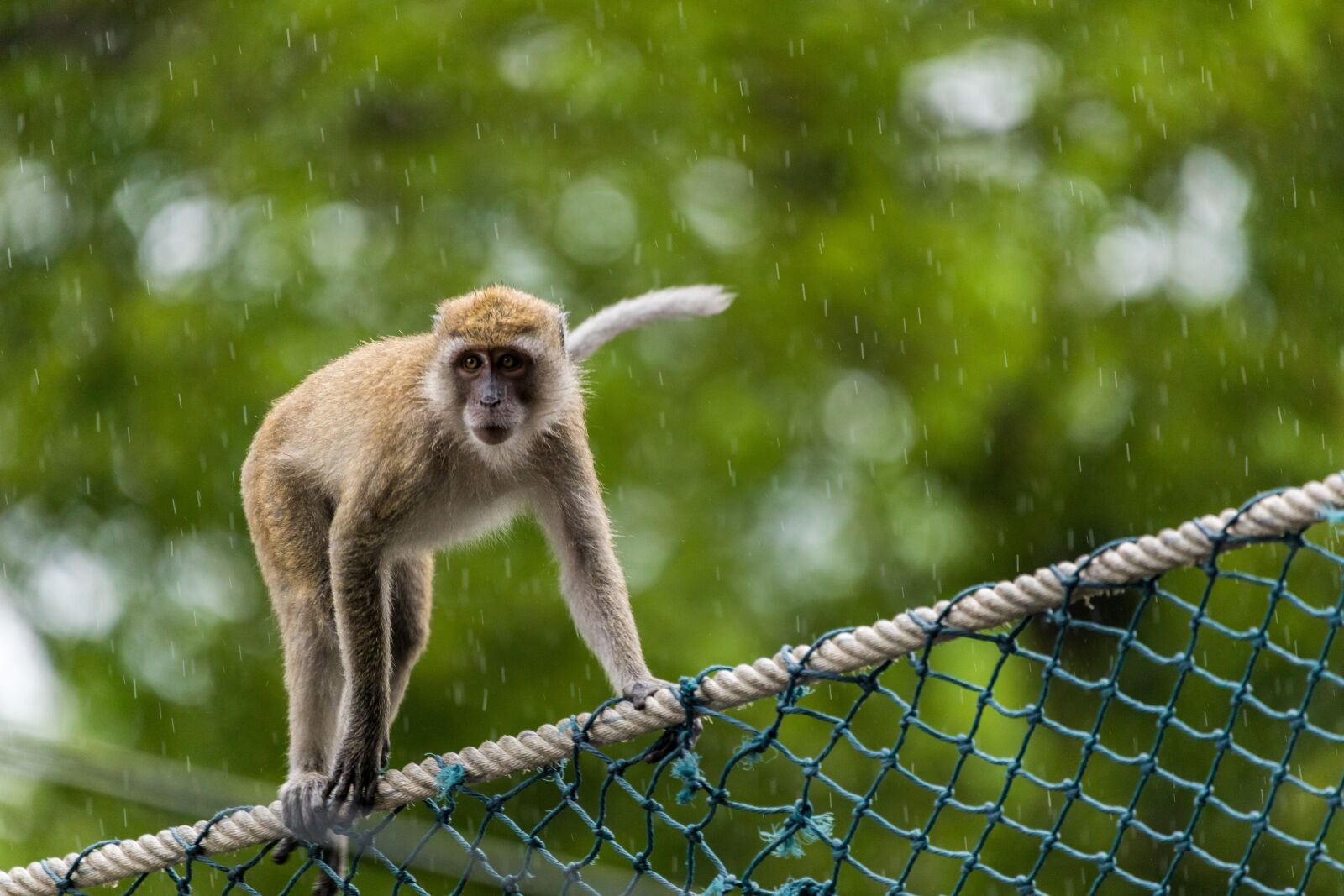 Canon EOS 5D Mark IV + 150-600mm F5-6.3 DG OS HSM | Contemporary 015 sample photo. Monkey, primate, animal world photography