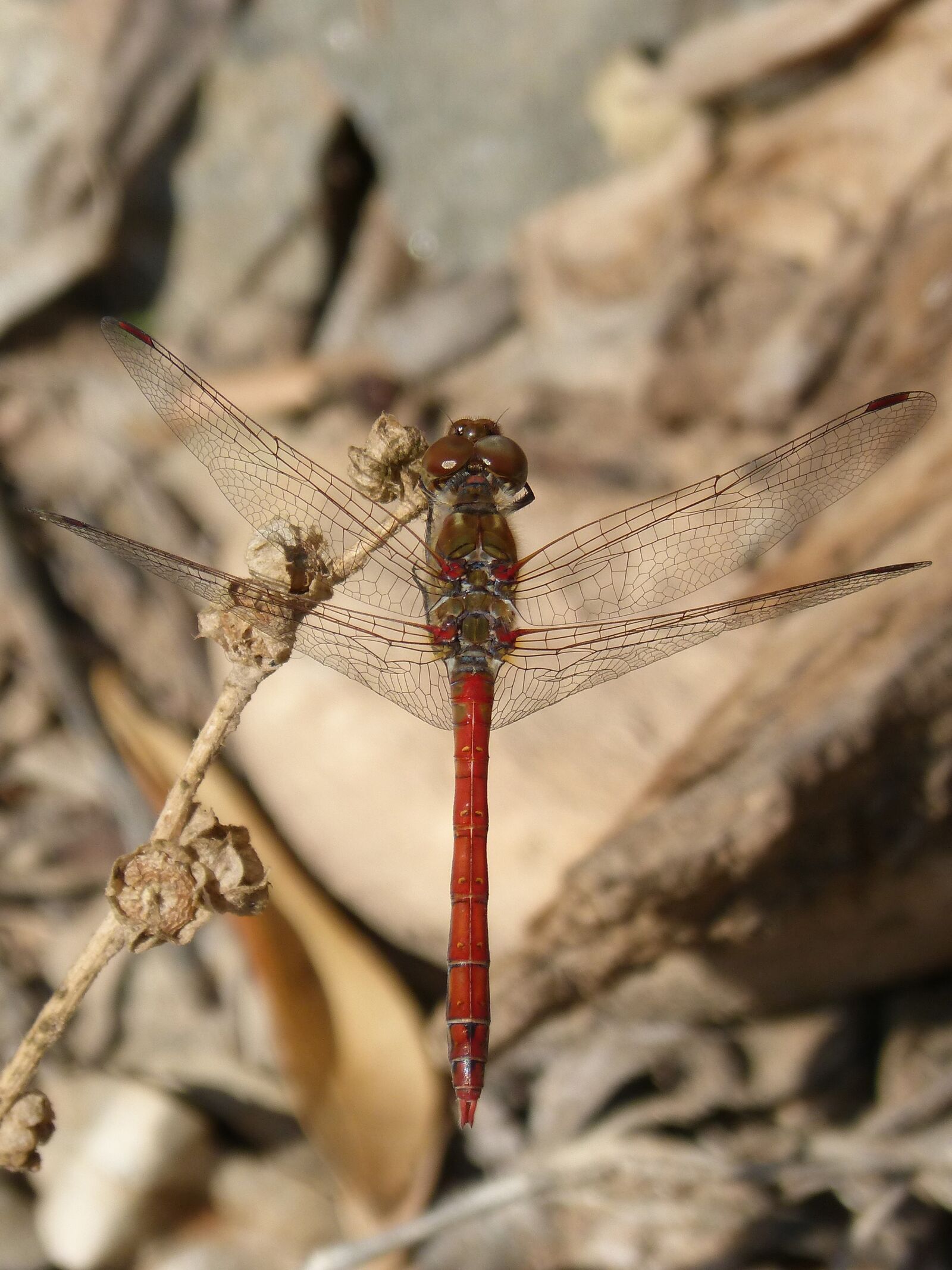 Panasonic DMC-FZ62 sample photo. Dragonfly, annulata trithemis, i photography