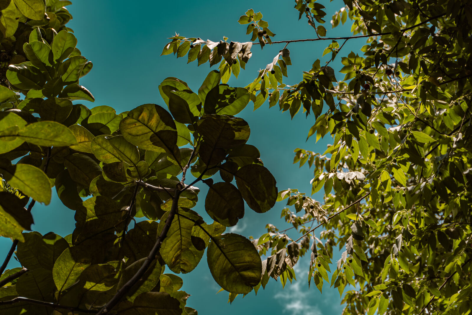 Sony ZV-E10 sample photo. Foliage #2 photography