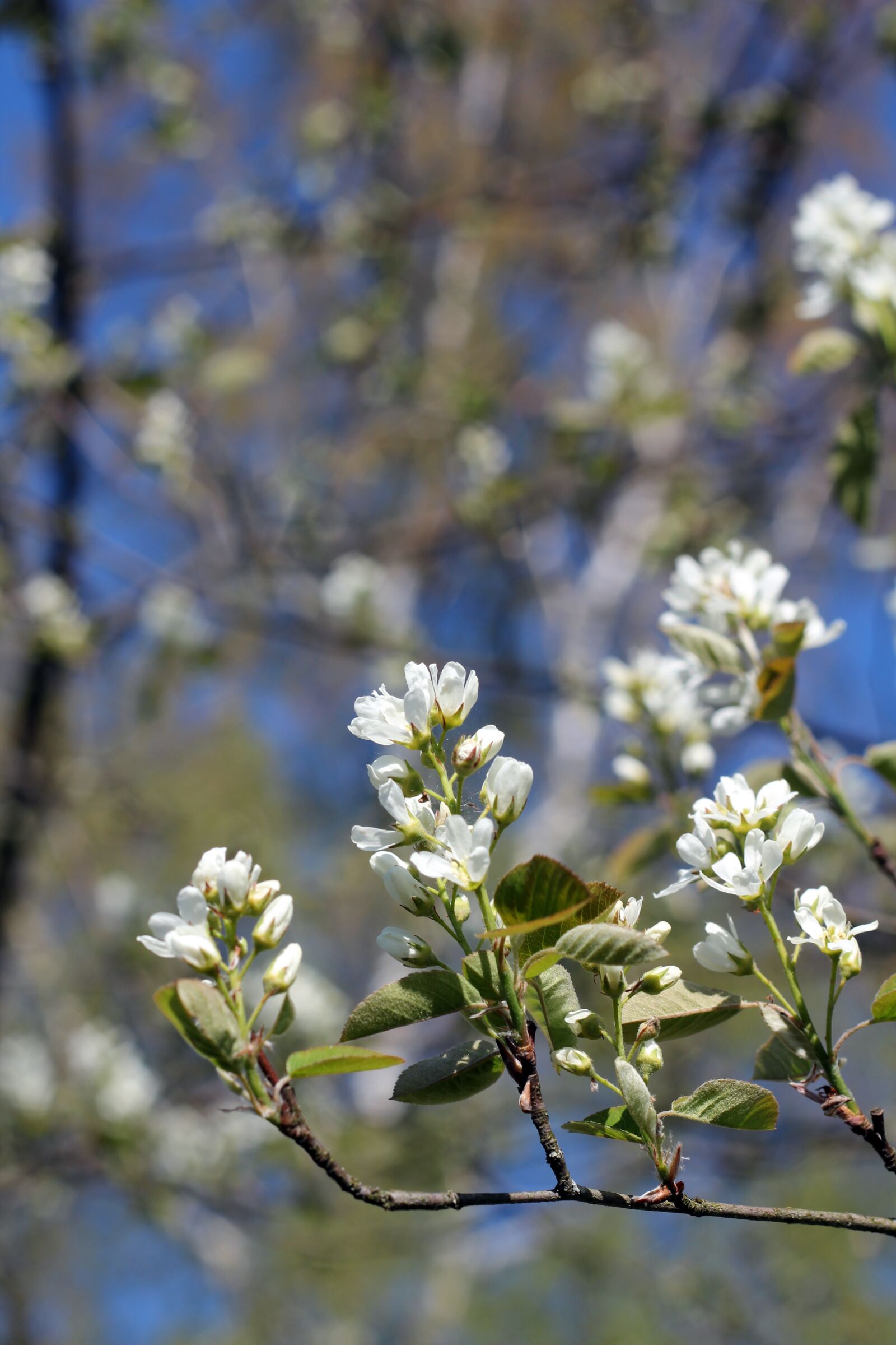 Canon EOS 600D (Rebel EOS T3i / EOS Kiss X5) + Canon EF 50mm F1.8 II sample photo. Saskatoon, spring, bloom photography