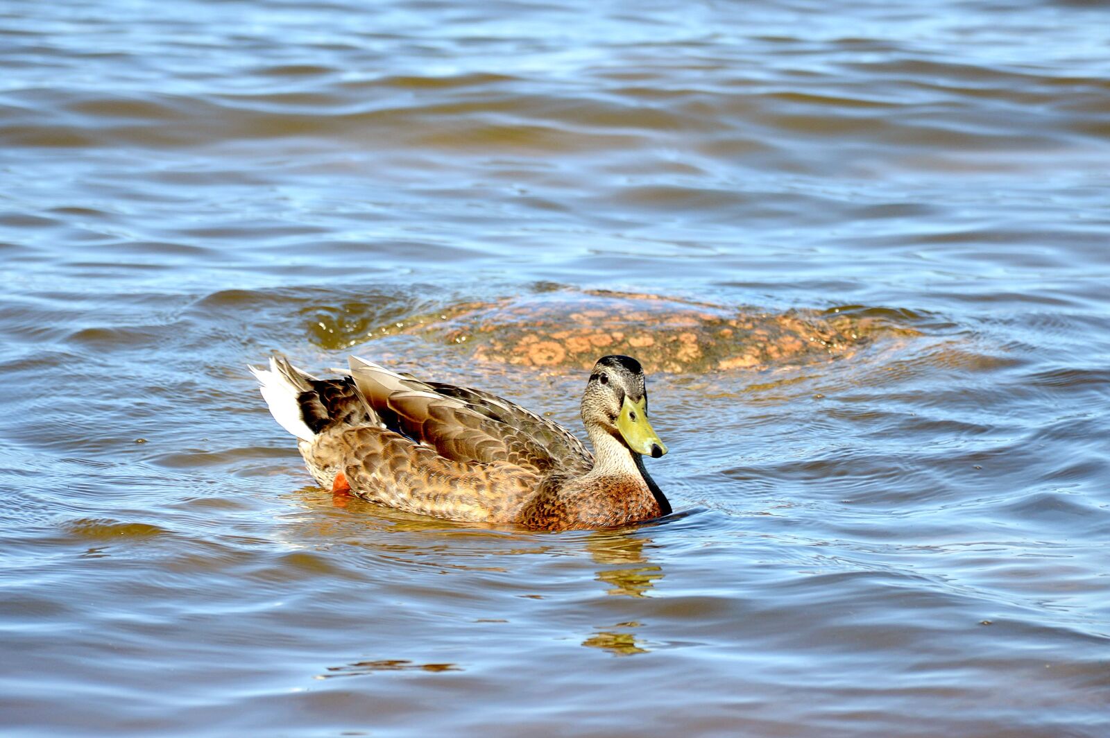 Nikon D3200 sample photo. Duck, summer, water photography