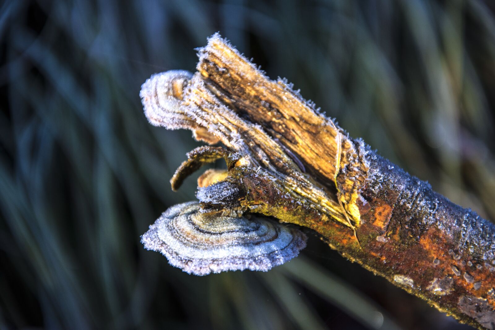 Nikon D7200 sample photo. Frost, mood, winter photography
