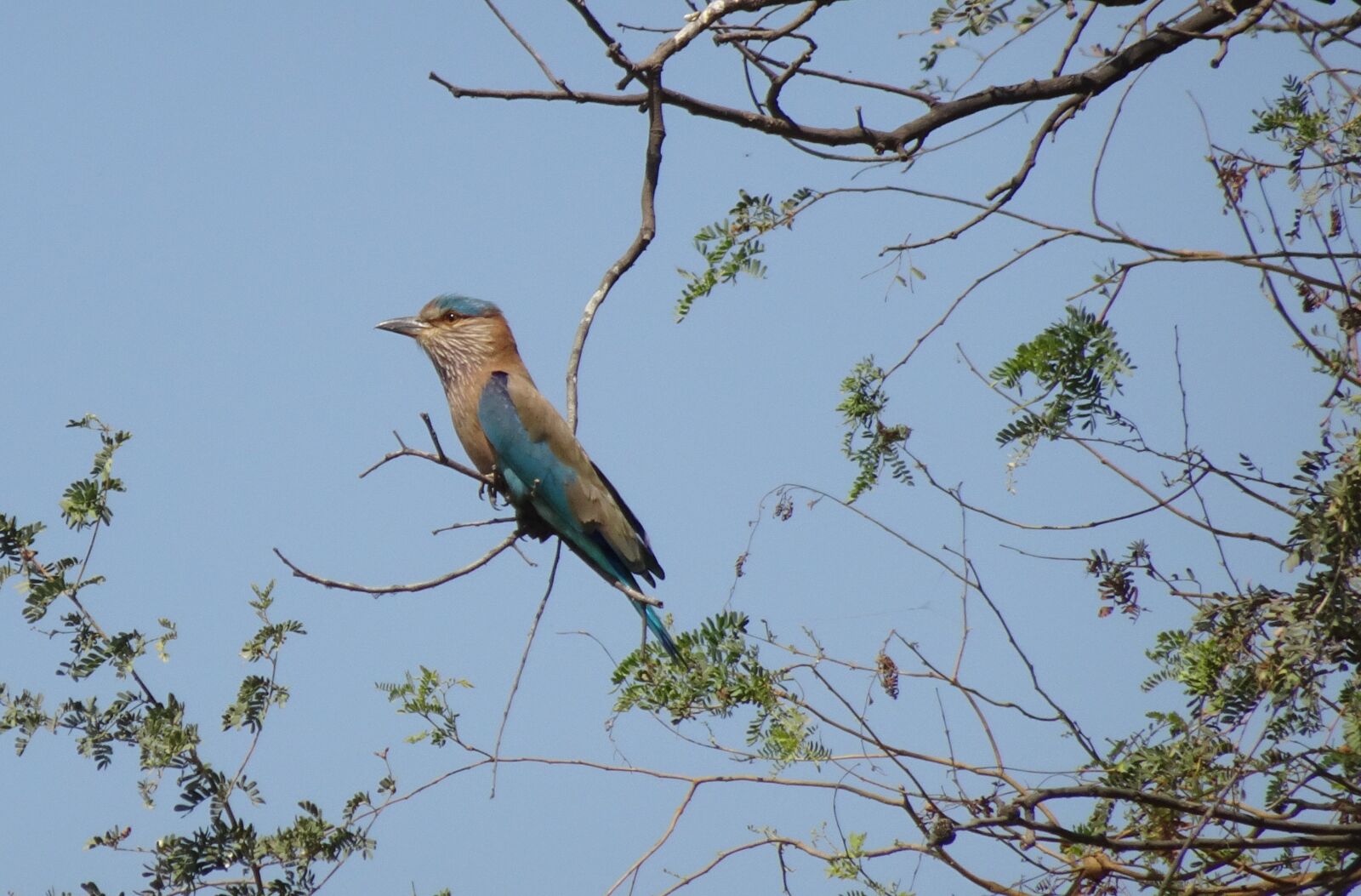 Sony Cyber-shot DSC-HX90V sample photo. Bird, roller, indian roller photography